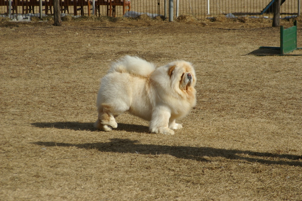 용대 이미지