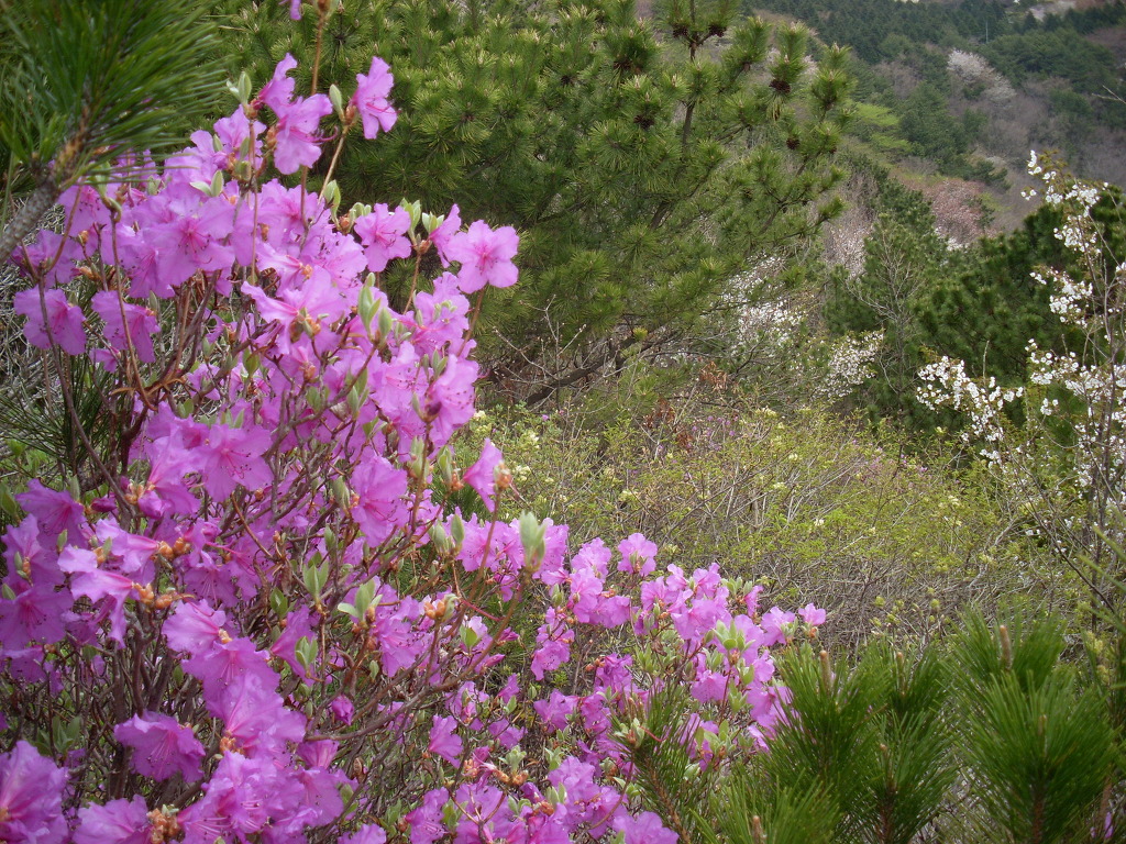 산유화 이미지