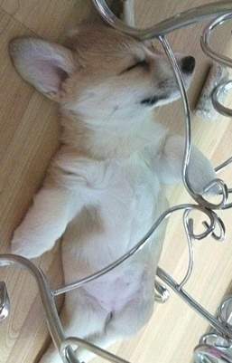 잘래 이미지