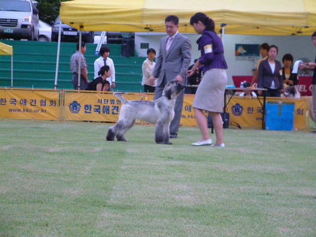 샤이나 이미지