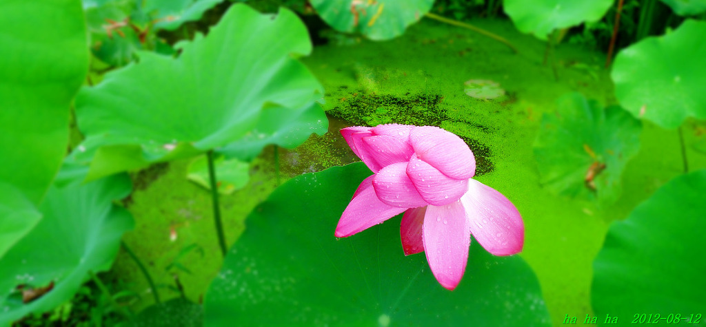 연꽃세상 이미지