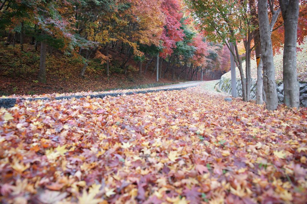 임실고등학교 이미지