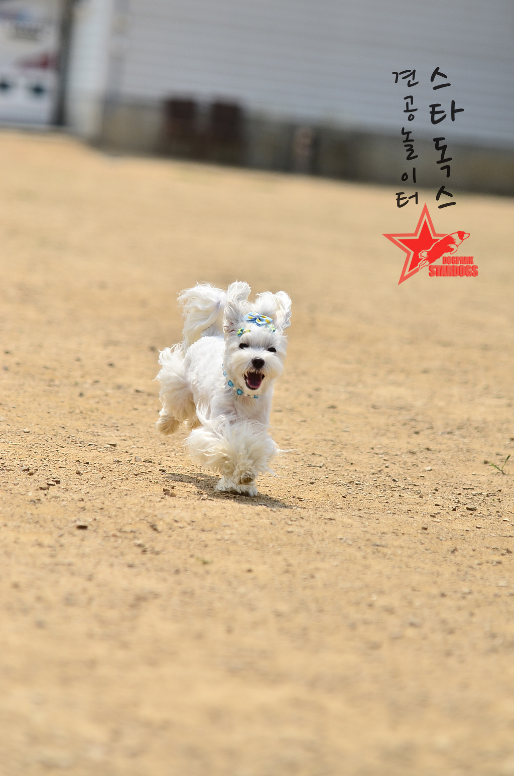 바라 이미지