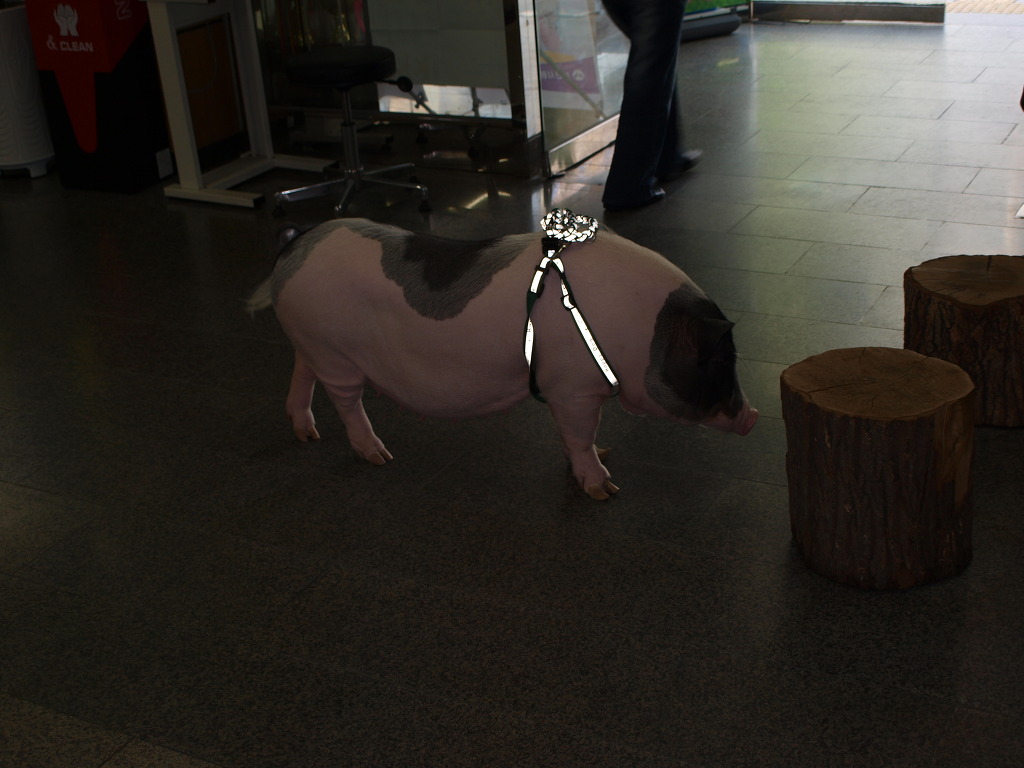 복도야지 이미지