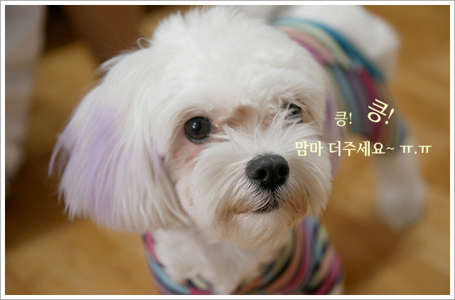 복실이 이미지