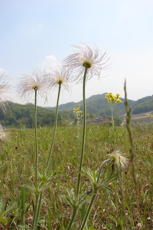 할미꽃 이미지