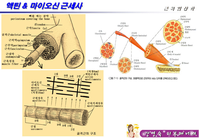 액틴 이미지