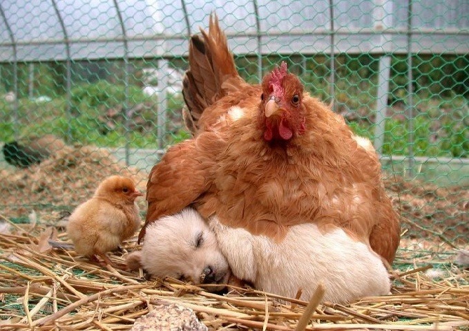 꼬끼오 이미지