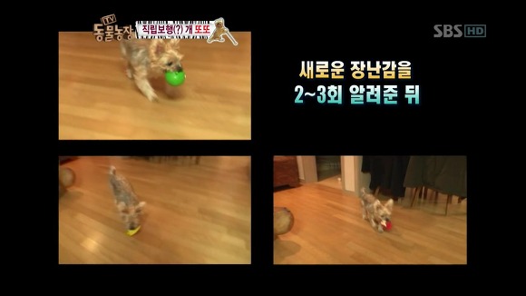 [동물농장] 지팡이 짚고 걷는 심봉사 개 또또라오 | 인스티즈