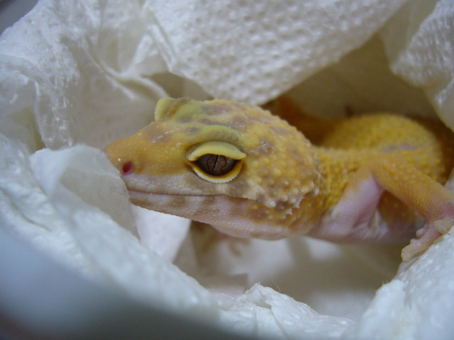 수마트 이미지