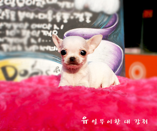 와와 이미지