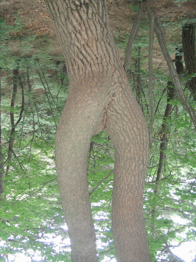 예쁜소나무 이미지