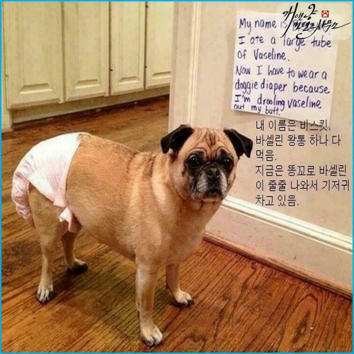 다네 이미지