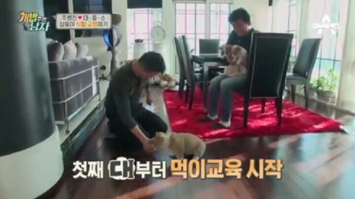 [개밥주는남자] 웰시코기 삼둥이 대중소 식탐고치기 (feat.갓형욱) | 인스티즈