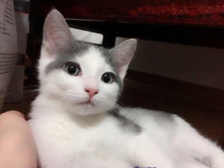 쯔위 닮은 고양이.gif | 인스티즈