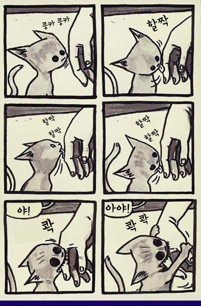 고양이 짤 | 인스티즈