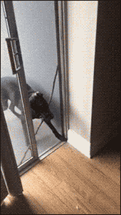 개지능.gif | 인스티즈
