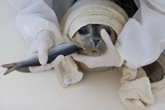 귀여운 짓은 물범이 하는데 칭찬은 물개가 받더라긔 | 인스티즈