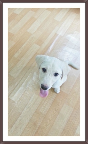 코봉이 이미지