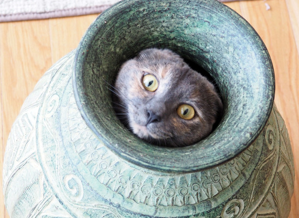 고양이 한잔 주세요~ | 인스티즈