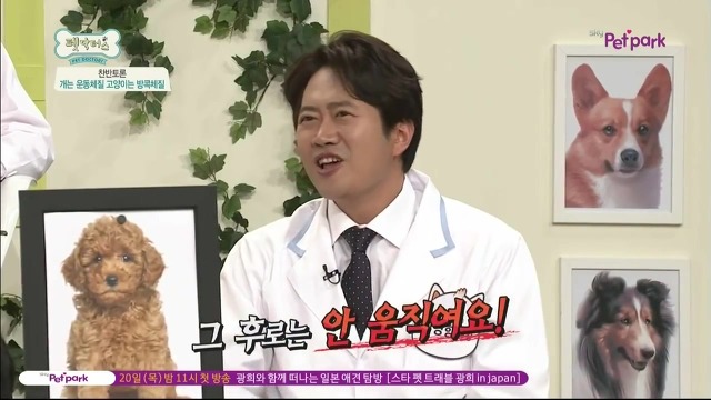 운동체질 강아지와 방콕체질 고양이?! | 인스티즈