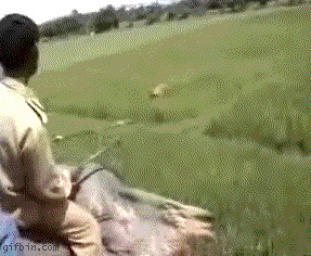 고양이랑 산책을 못나가는 이유 | 인스티즈