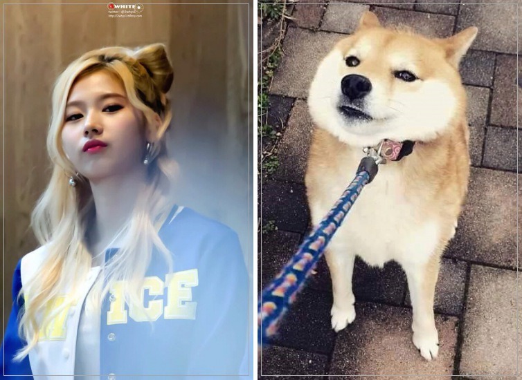 시바견닮은 트와이스 사나 | 인스티즈