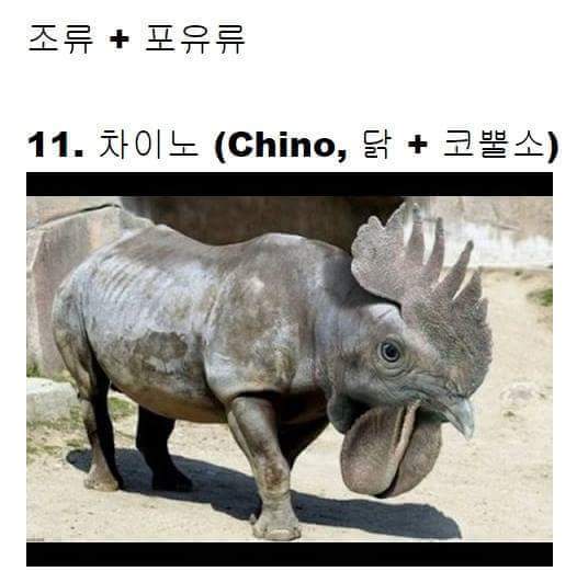 교배성공한 희귀동물들 | 인스티즈