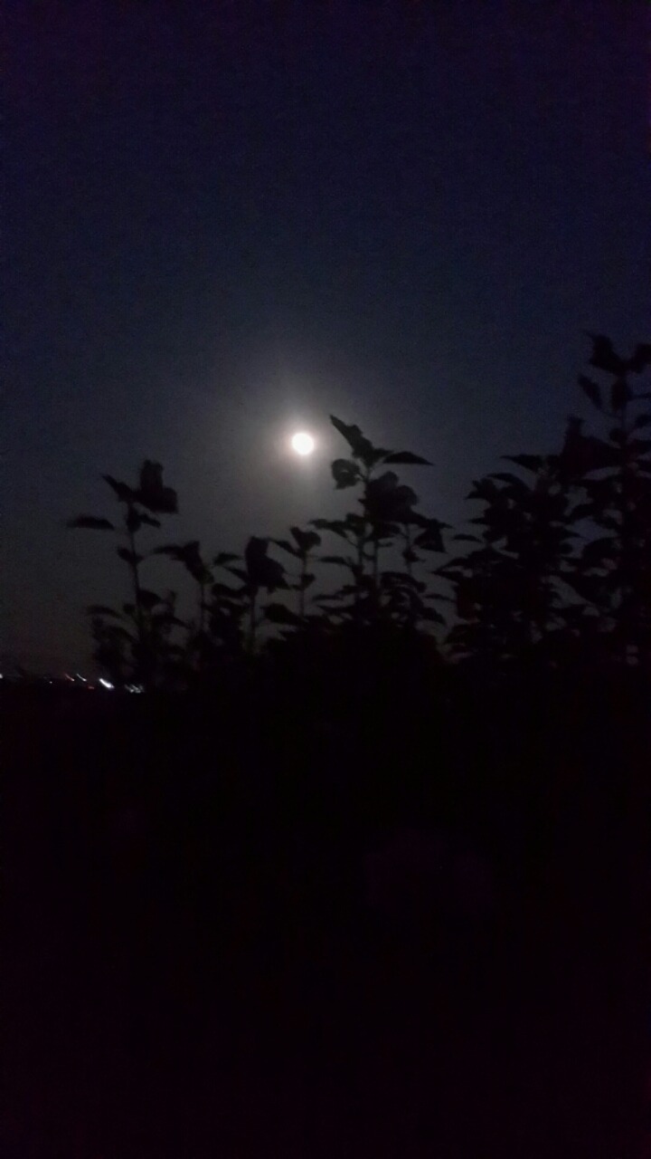 무궁화슈퍼 이미지