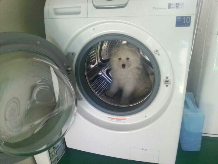 도그빌리지 이미지