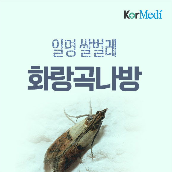 해충에 대한 오해와 진실(feat.바퀴)_약혐주의 | 인스티즈