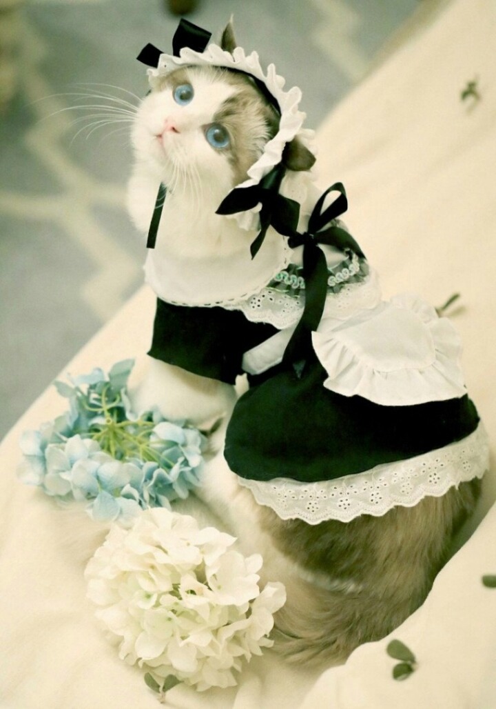 고양이 미모 | 인스티즈