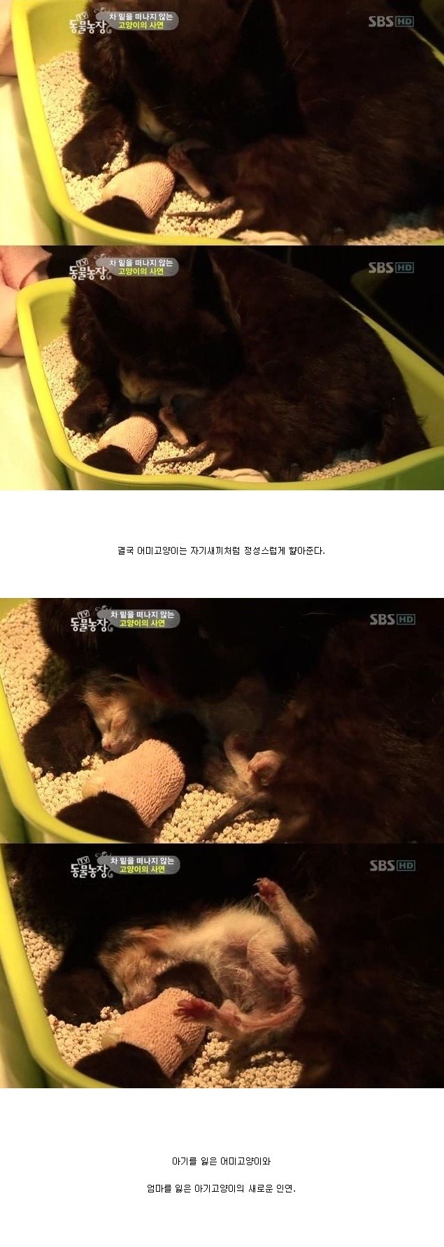 눈물을 흘리는 고양이 | 인스티즈