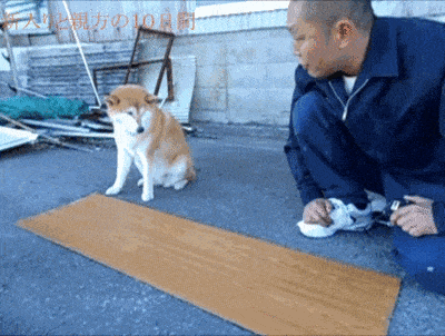 시바개 견성 수준.gif | 인스티즈