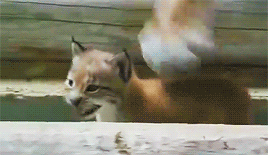 가출한 냥.gif | 인스티즈