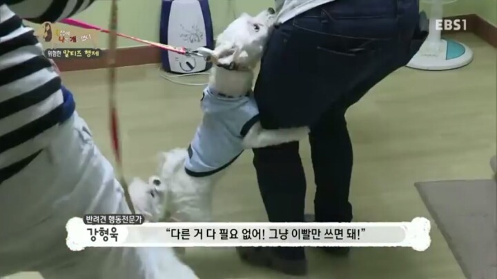 공격적인 반려견이 되는 이유 2부.jp | 인스티즈