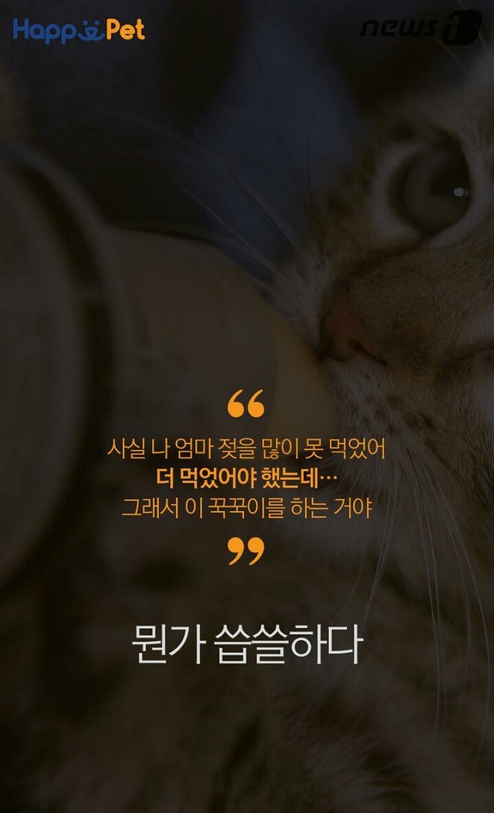 꾹꾹이라 하면 당연히 고냥이부르는거지! | 인스티즈