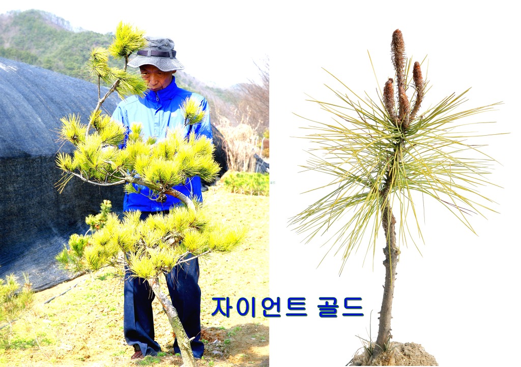 새천년농원(현농원) 황금소나무 - 황금소나무 이야기 - 새천년농원 새천년농원(현농원) 황금소나무