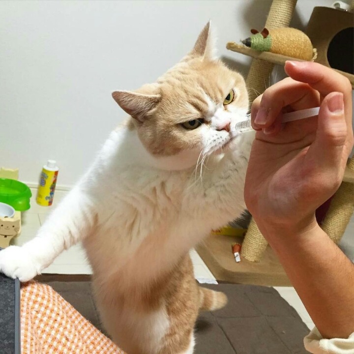 화가 난 고양이 | 인스티즈