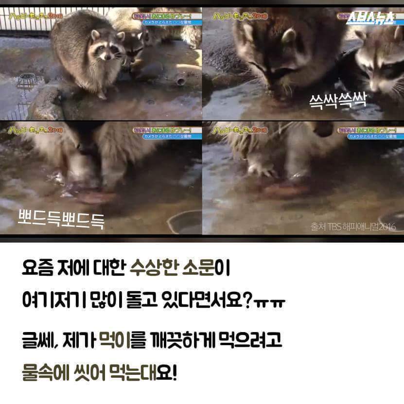 라쿤이 먹이를 물에 씻는 진짜 이유 | 인스티즈