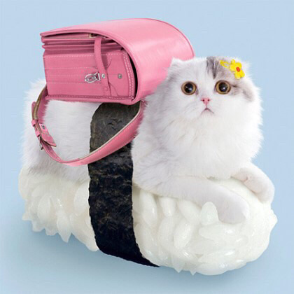 일본에 있다는 고양이 초밥 | 인스티즈