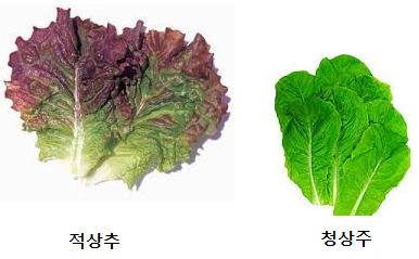 본인이 선호하는 상추는? | 인스티즈