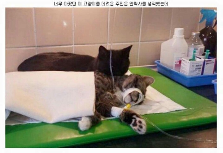 냐이팅게일 | 인스티즈