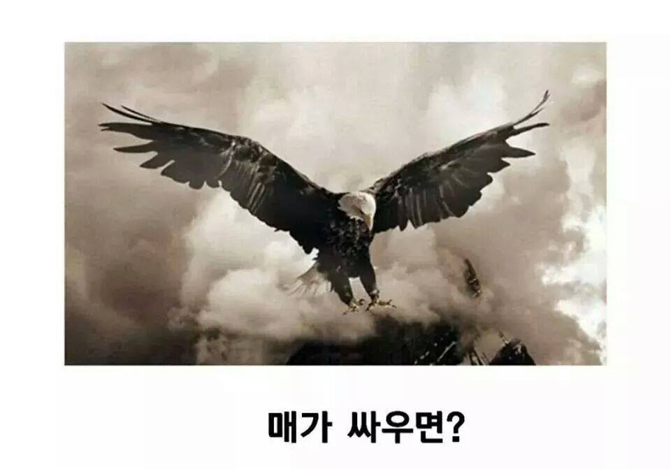 이중에 하나라도 안웃기면 한국 떠납니다 ㅋㅋㅋㅋㅋㅋㅋㅋㅋㅋㅋㅋㅋ | 인스티즈