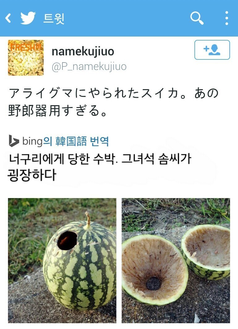 너구리가 먹고간 수박 | 인스티즈