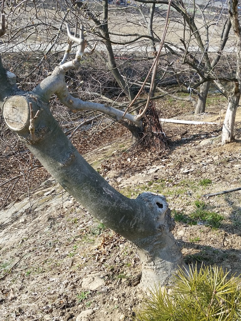 불칸 이미지