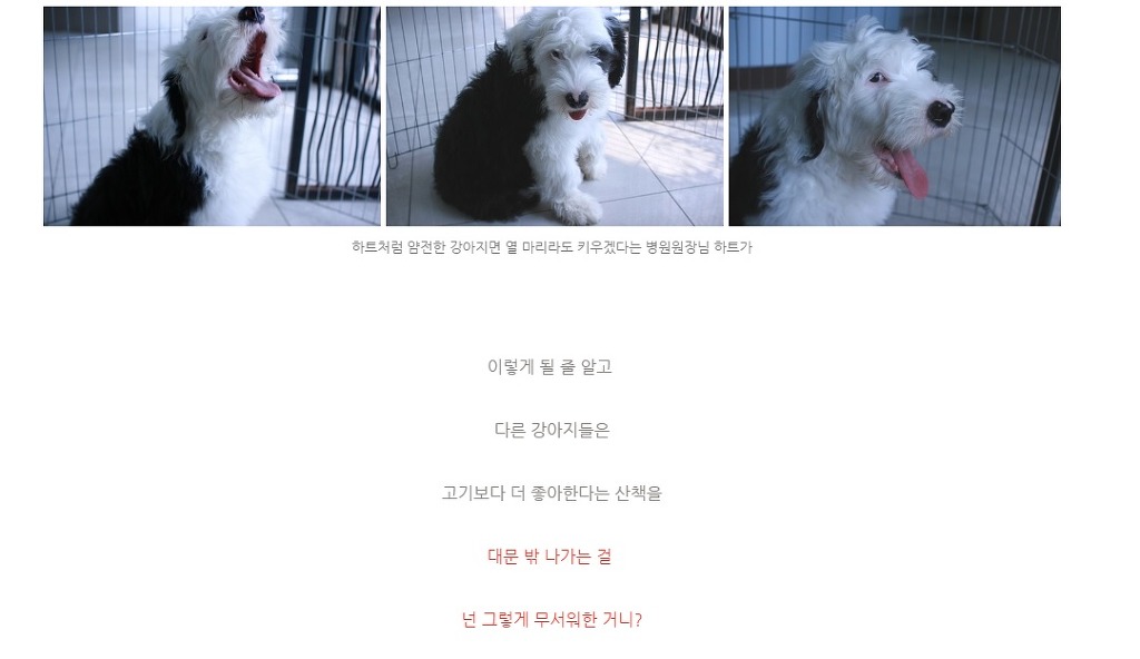 잃어버린 강아지를 누가 잡아먹음 | 인스티즈