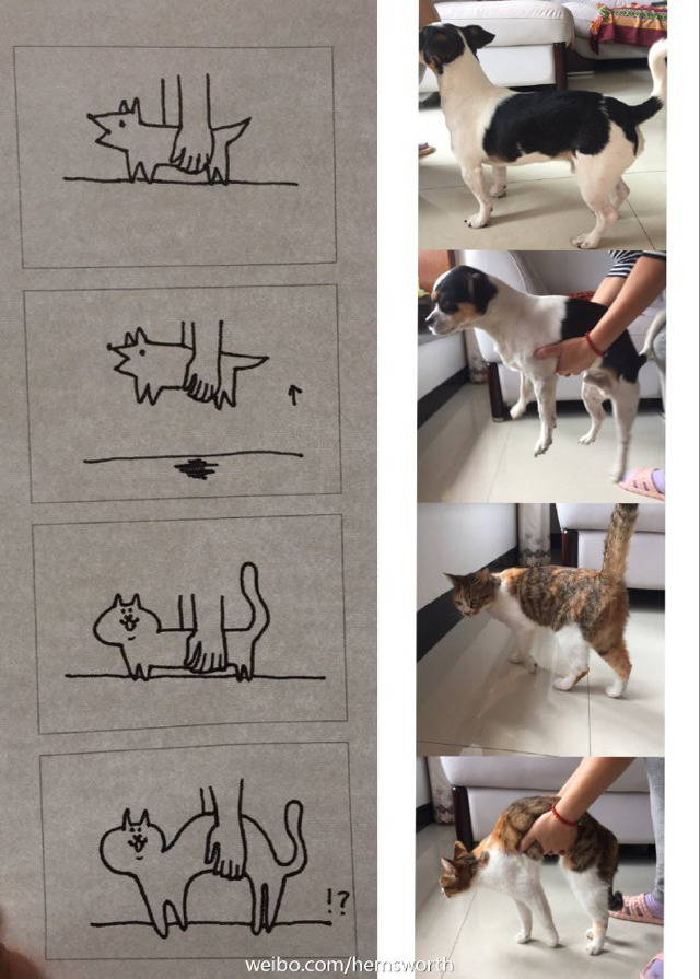 개와 고양이의 차이점 | 인스티즈