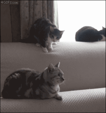 고양이 짤 | 인스티즈