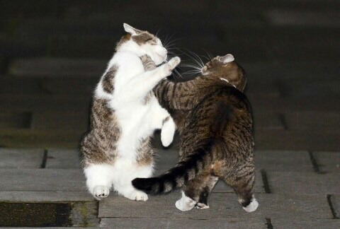 영국 총리 관저의 수석수렵보좌관 고양이 | 인스티즈